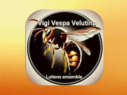 Frelon, abeille, guêpe et bourdon: comment les différencier ?- Piégeage de printemps - Plan d'actions à destination des apiculteurs