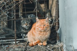 Grâce-Hollogne lance une campagne de stérilisation des chats errants
