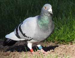 Marche à suivre en cas de découverte d'un pigeon voyageur