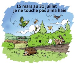 Pourquoi ne faut-il plus tailler ses haies après le 15 mars ?