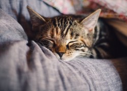 Stériliser, identifier et enregistrer son chat